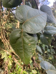 Mikania banisteriae