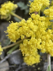 Lomatium vaginatum