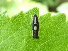 Diedrocephala variegata