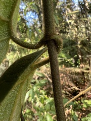 Mikania banisteriae