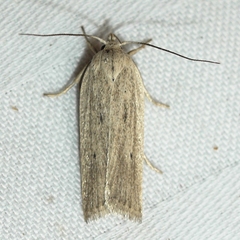 Gonioterma mistrella