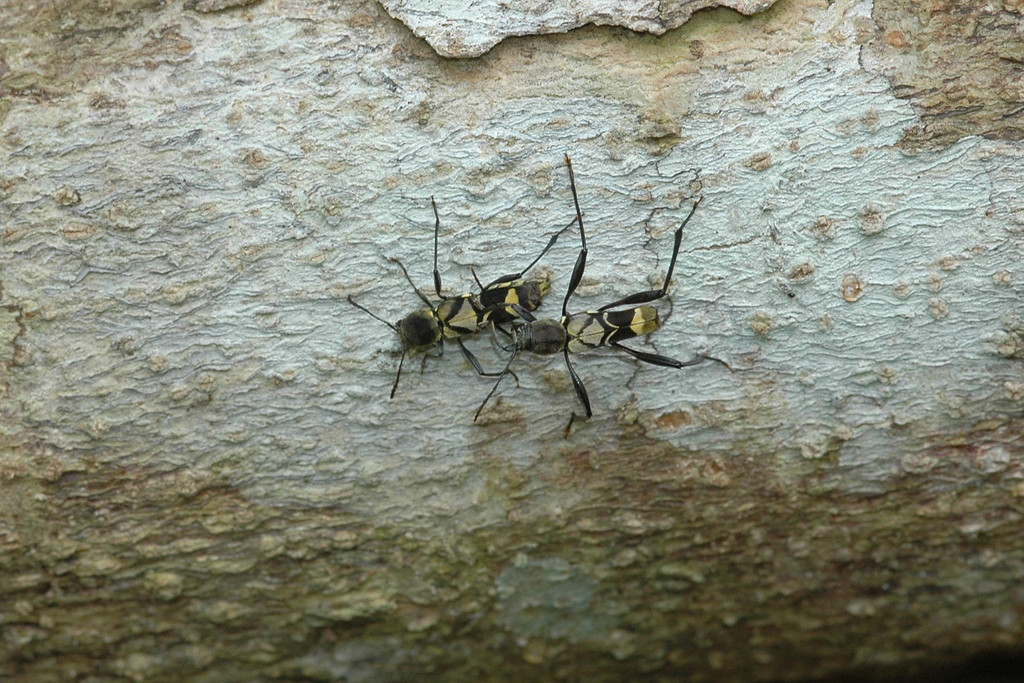 Cotyclytus