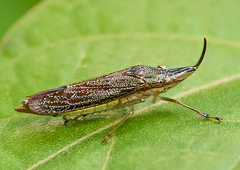 Raphirhinus phosphoreus