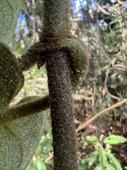 Mikania banisteriae