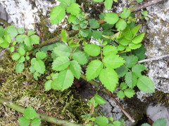 Rosa arvensis
