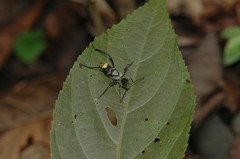 Cotyclytus scenicus