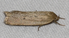 Gonioterma mistrella