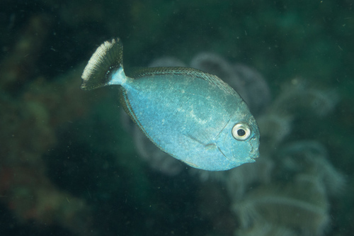 Paletail Unicornfish