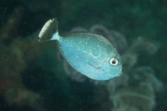 Spotted Unicornfish photo 2