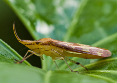 Raphirhinus phosphoreus