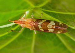 Raphirhinus phosphoreus