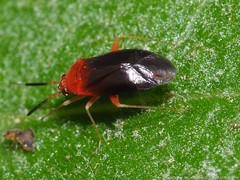 Rhinocapsus rubricans