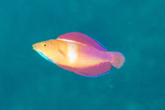Cirrhilabrus rubripinnis