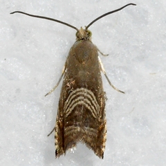 Grapholita delineana