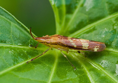 Raphirhinus phosphoreus