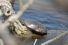 Chrysemys picta marginata