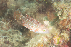 Oxycheilinus celebicus