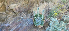 Dudleya arizonica