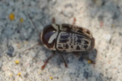 Cryptocephalus cribripennis