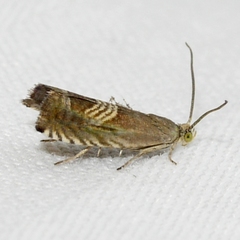 Grapholita delineana