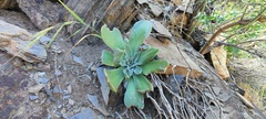 Dudleya arizonica