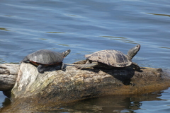 Graptemys geographica