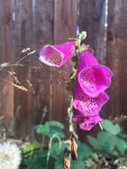 Digitalis purpurea
