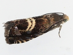Grapholita interstinctana