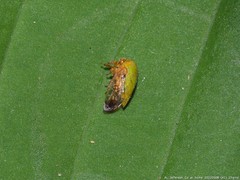 Ophiderma evelyna