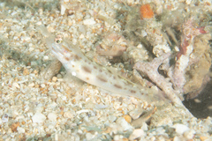 Ctenogobiops feroculus