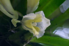 Rodriguezia compacta