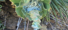 Dudleya arizonica