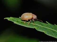 Demotina modesta
