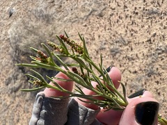 Stillingia paucidentata