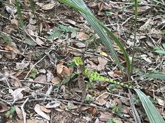 Enyalius iheringii