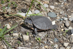 Chrysemys picta marginata