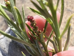 Stillingia paucidentata