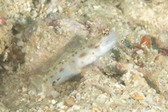 Ctenogobiops feroculus