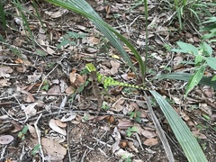 Enyalius iheringii