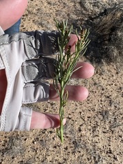 Stillingia paucidentata