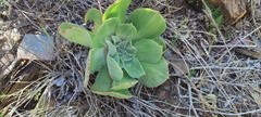 Dudleya arizonica