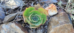 Dudleya arizonica