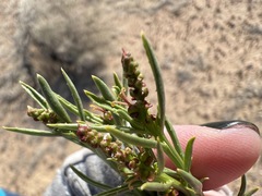 Stillingia paucidentata