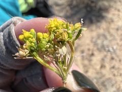 Lepidium flavum