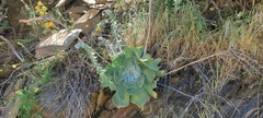 Dudleya arizonica
