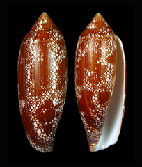 Conus cathyae