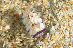 Goniobranchus hintuanensis