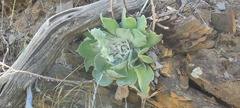 Dudleya arizonica