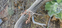 Dudleya arizonica
