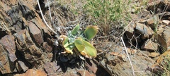 Dudleya arizonica
